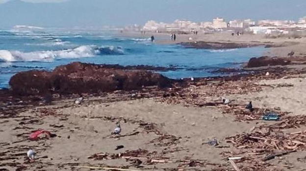 Macabra scoperta a Viareggio, un teschio sulla spiaggia