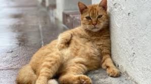 Ispirati dalla natura: La lingua del gatto