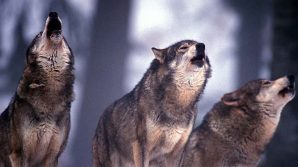Sbranata da 5 cani lupo di proprietà della figlia: muore una 74enne a Gruagliasco