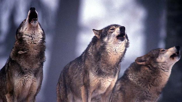 Sbranata da 5 cani lupo di proprietà della figlia: muore una 74enne a Gruagliasco