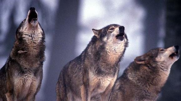 Sbranata da 5 cani lupo di proprietà della figlia: muore una 74enne a Gruagliasco