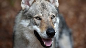Caso Garlasco: si sta decidendo se abbattare i cani