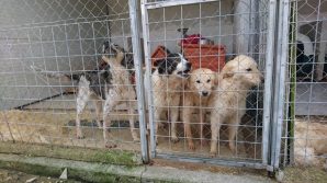 Volontari salvano 196 cani da un mattatoio coreano: