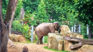 Suzie e Bubloo: gli ultimi due animali liberati dallo zoo degli orrori di Islamabad