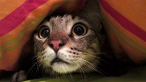 Prato: litiga con la compagna e se la rifà con i gatti per vendetta, denunciato