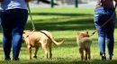 Firenze: i volontari di 2 associazioni portano a spasso i cani dei contagiati Covid e quelli di chi è in quarantena