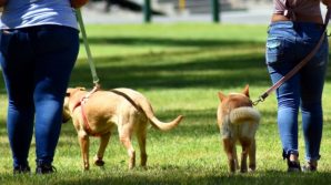 Firenze: i volontari di 2 associazioni portano a spasso i cani dei contagiati Covid e quelli di chi è in quarantena