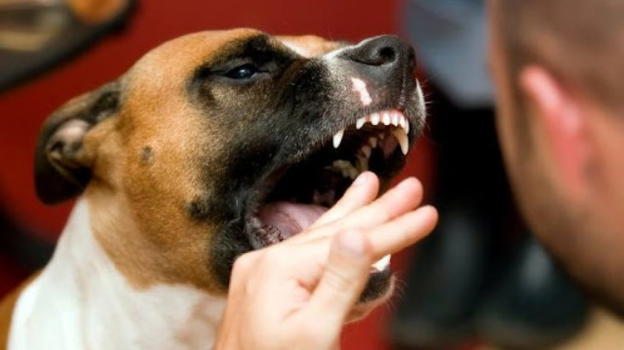 Savona: cani escono dal cortile e aggrediscono una passante a a passeggio con due cagnolini