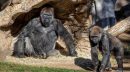 San Diego, gorilla trovati positivi al Covid-19 in un zoo: hanno congestione nasale e sintomi lievi