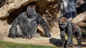 San Diego, gorilla trovati positivi al Covid-19 in un zoo: hanno congestione nasale e sintomi lievi
