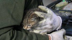 Orrore in provincia di Brindisi: 18enni picchiano un gatto e tentano di dargli fuoco, denunciati
