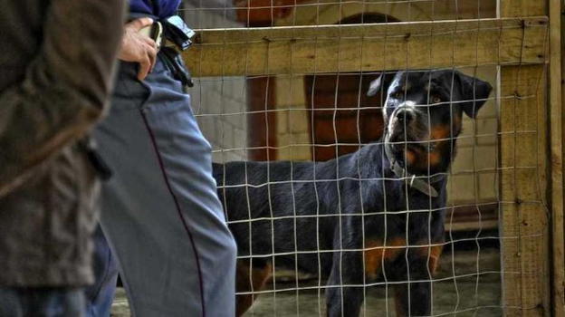 Taranto, 73enne azzannata da un rottweiler dei figlio: i medici le amputano la gamba destra