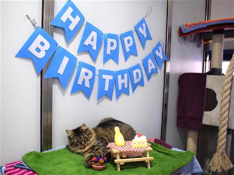 Festeggiano il compleanno del gatto e invitano amici e conoscenti a casa: in 15 positivi al Covid