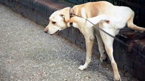 Torino, per portare a spasso il cane bisognerà avere una bottiglia d’acqua per le urine