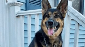 USA, la storia di Sadie, il pastore tedesco che ha salvato il suo nuovo padrone da un ictus