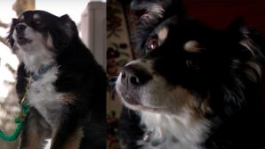 USA, lascia in eredità 5 milioni di dollari al suo cane