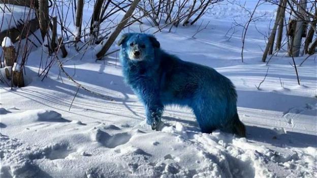 Russia, dei cani sono diventati blu. Si indaga sui rifiuti chimici