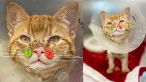 Salvano la mascella di un gatto attaccandogli quattro bottoni sul muso