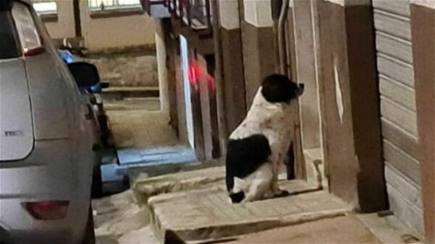La storia del cane Willy di Ceglie Messapica che attende la sua amata sotto al balcone