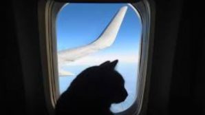 Gatto attacca pilota durante il volo: aereo costretto ad un atterraggio di emergenza
