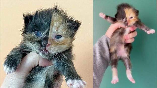 USA, salvato gattino orfano con la faccia divisa a metà