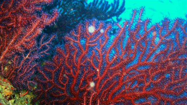 Coralli rossi e neri scoperti nella secca di Amendolara