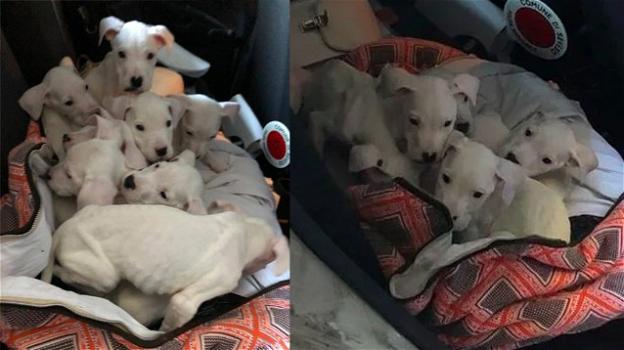 Seveso, salvati 8 cuccioli di dogo argentino abbandonati in un sacco
