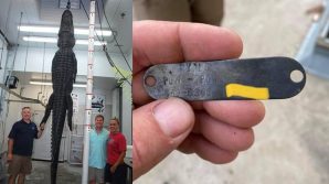 I suoi cani scomparirono 24 anni fa: trovate medagliette nello stomaco di un alligatore