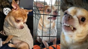 Il chihuahua che odia gli umani ma cerca una casa: il post diventa virale