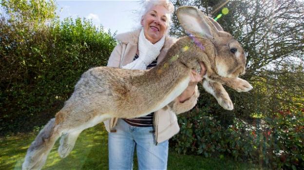 Regno Unito, rapito il coniglio più grande del mondo: ricompensa di oltre 1000 euro