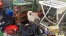 Cagnolino lasciato solo su un balcone pieno di rifiuti, senza acqua e cibo: salvato dalla Polizia Locale