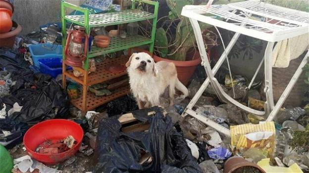 Cagnolino lasciato solo su un balcone pieno di rifiuti, senza acqua e cibo: salvato dalla Polizia Locale