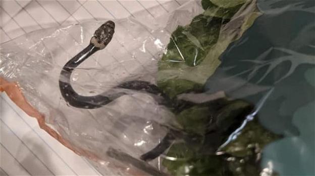 Australia, trovato un serpente velenoso in una confezione di insalata