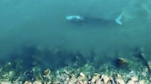 Ponza, avvistata balena grigia: