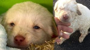 Agrigento, migliorano le condizioni del cucciolo gettato da un’auto in corsa