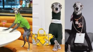 Tika The Iggy, il levriero italiano diventato una star dei social