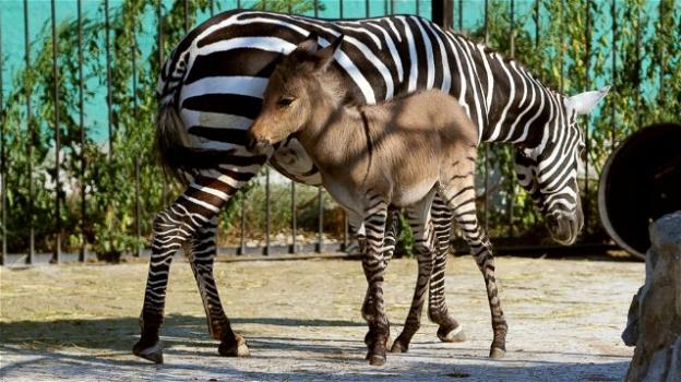 Kenya: nato un cucciolo che è un ibrido tra zebra e asino