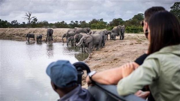 Sudafrica, bracconiere in fuga dai ranger muore schiacciato da un branco di elefanti