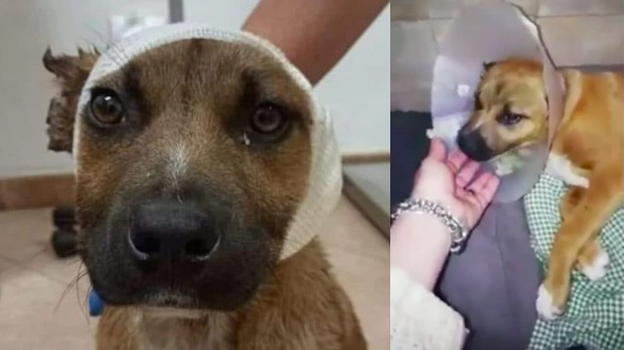 Familiari dei bimbi che hanno tagliato le orecchie al cane: "Volevano renderlo più bello"