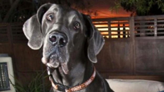 Viene aggredita dal cane di famiglia: bimba ricoverata in gravi condizioni