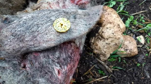 Branchi di lupi sbranano il bestiame di un’azienda zootecnica