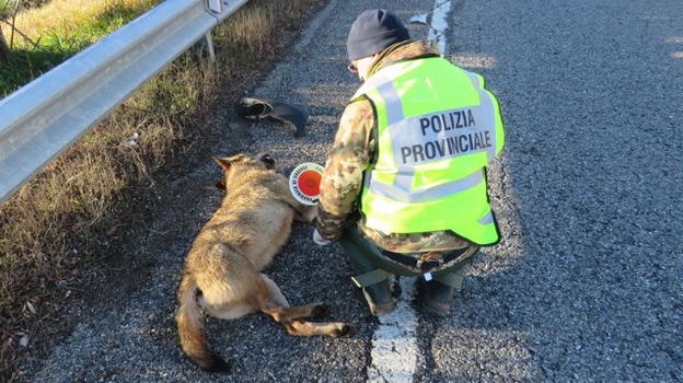 Lupo trovato morto sul ciglio della superstrada Lecce-Brindisi