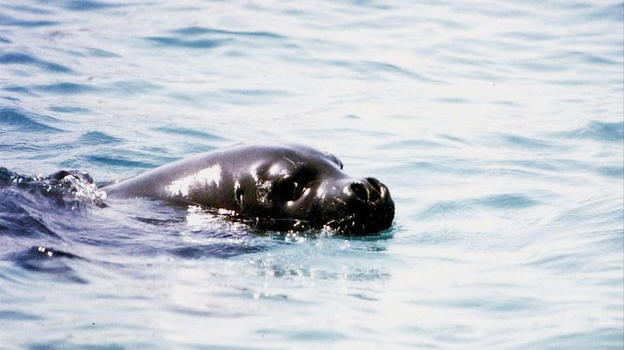 Salento, foca monaca avvistata sulla costa di Gallipoli