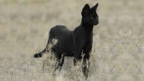 Trovata la ‘pantera’ che si aggirava in Puglia: è un serval femmina e ha i cuccioli