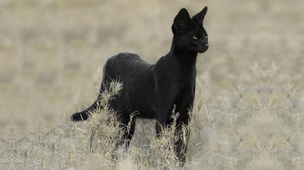 Trovata la ‘pantera’ che si aggirava in Puglia: è un serval femmina e ha i cuccioli