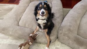 Cane senza zampe anteriori maestro di gentilezza