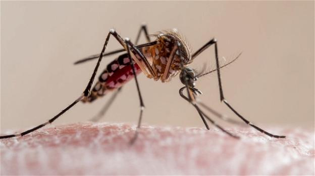 Florida: stanno per arrivare 750 milioni di esemplari di zanzare geneticamente modificate