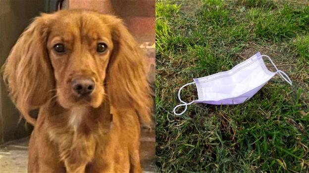 Cane muore tra atroci sofferenze dopo aver mangiato una mascherina al parco