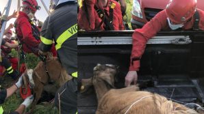 Capretta cade in un pozzo profondo 30 metri: salvata dai Vigili del Fuoco