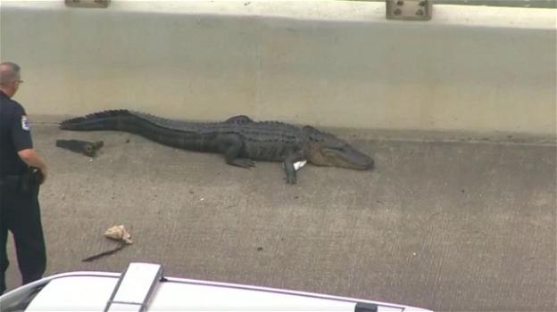 Texas: enorme alligatore sulla strada causa un ingorgo, cinque persone per rimuoverlo